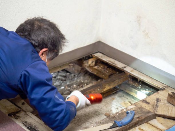 Best Office Mold Removal Services  in Fiskdale, MA