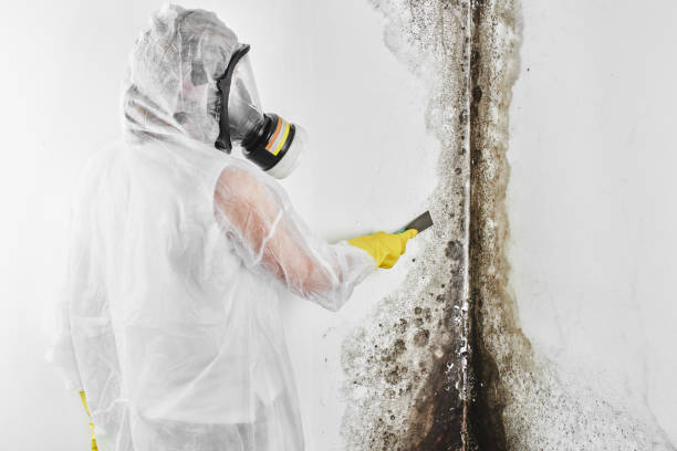 Fiskdale, MA Mold Removal Company