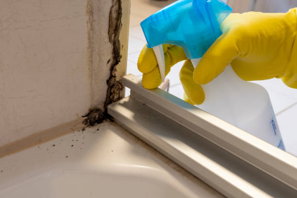 Best Same-Day Mold Removal  in Fiskdale, MA