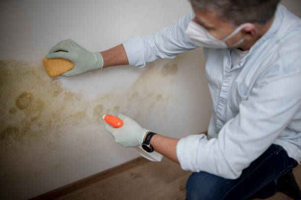Best Attic Mold Removal  in Fiskdale, MA