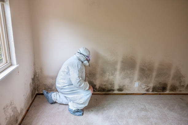 Best Mold Cleaning Services  in Fiskdale, MA