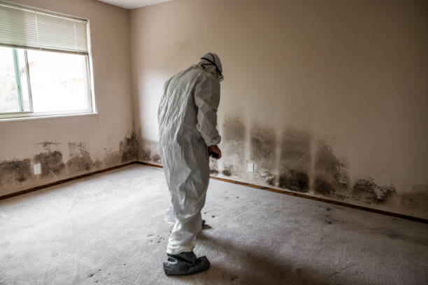 Best Local Mold Removal Service  in Fiskdale, MA